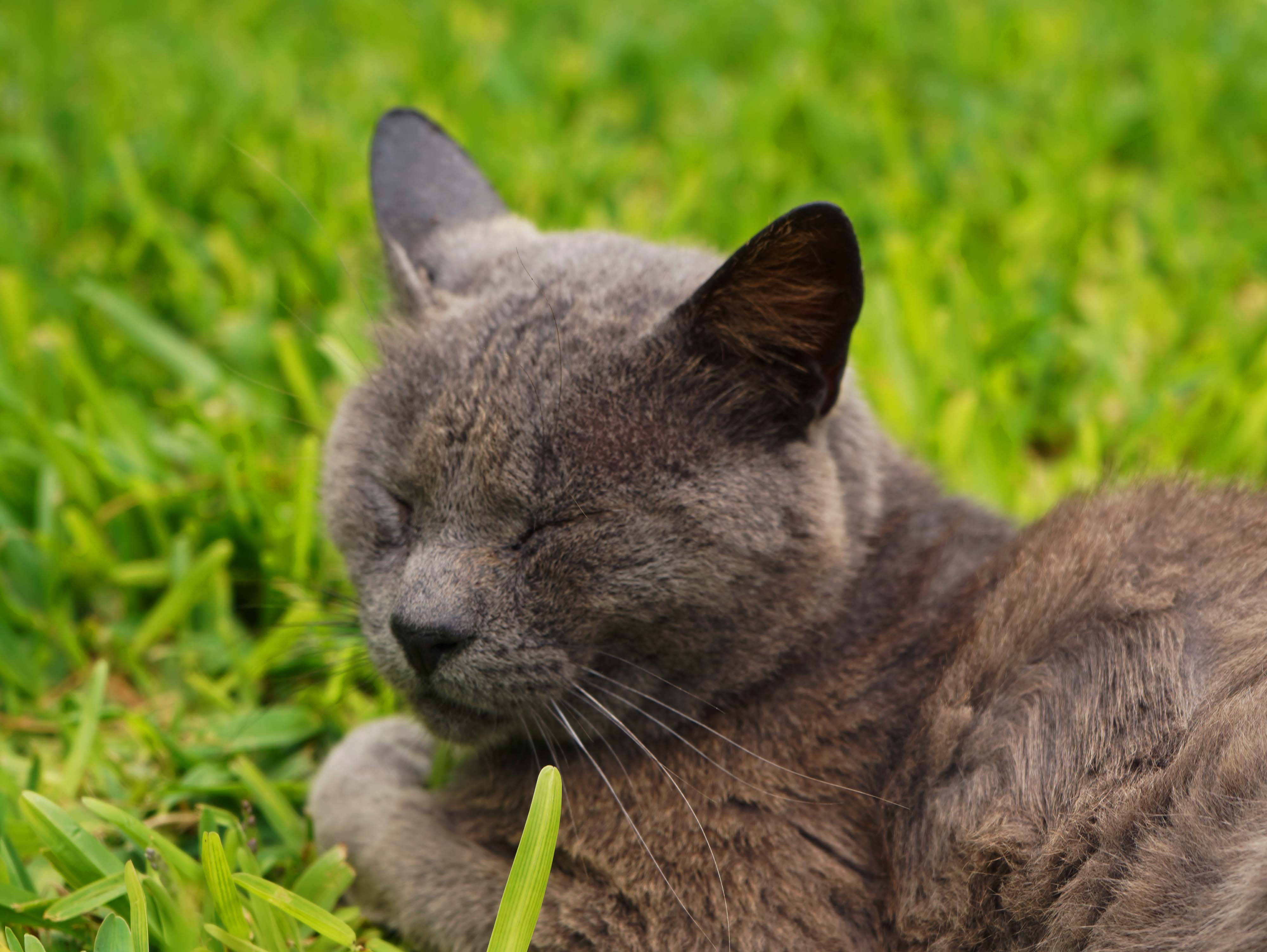 parque-kennedy-cat
