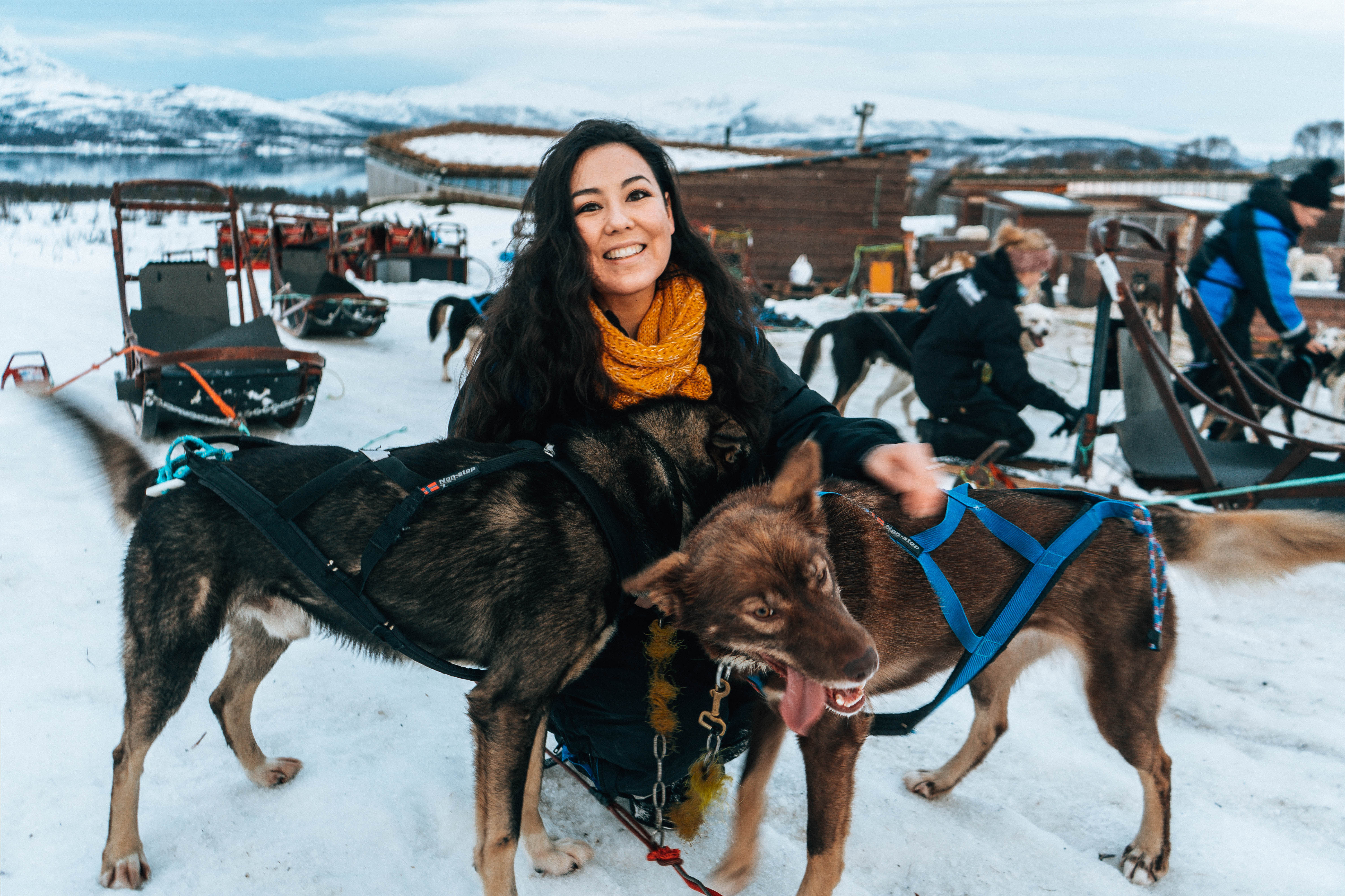 dogsledding alaskan husky tromso norway witner arctic