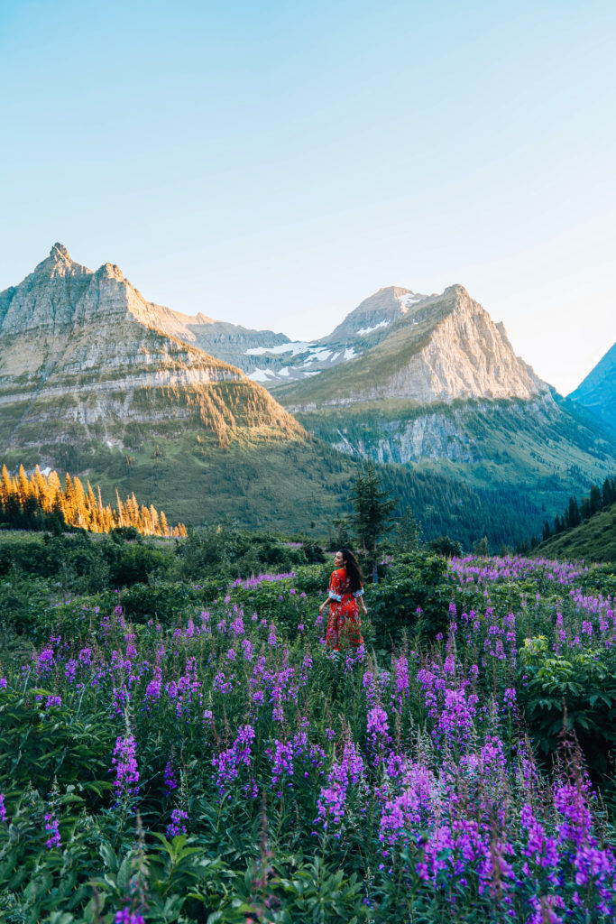 wildflowers off of logan pass in glacier national park