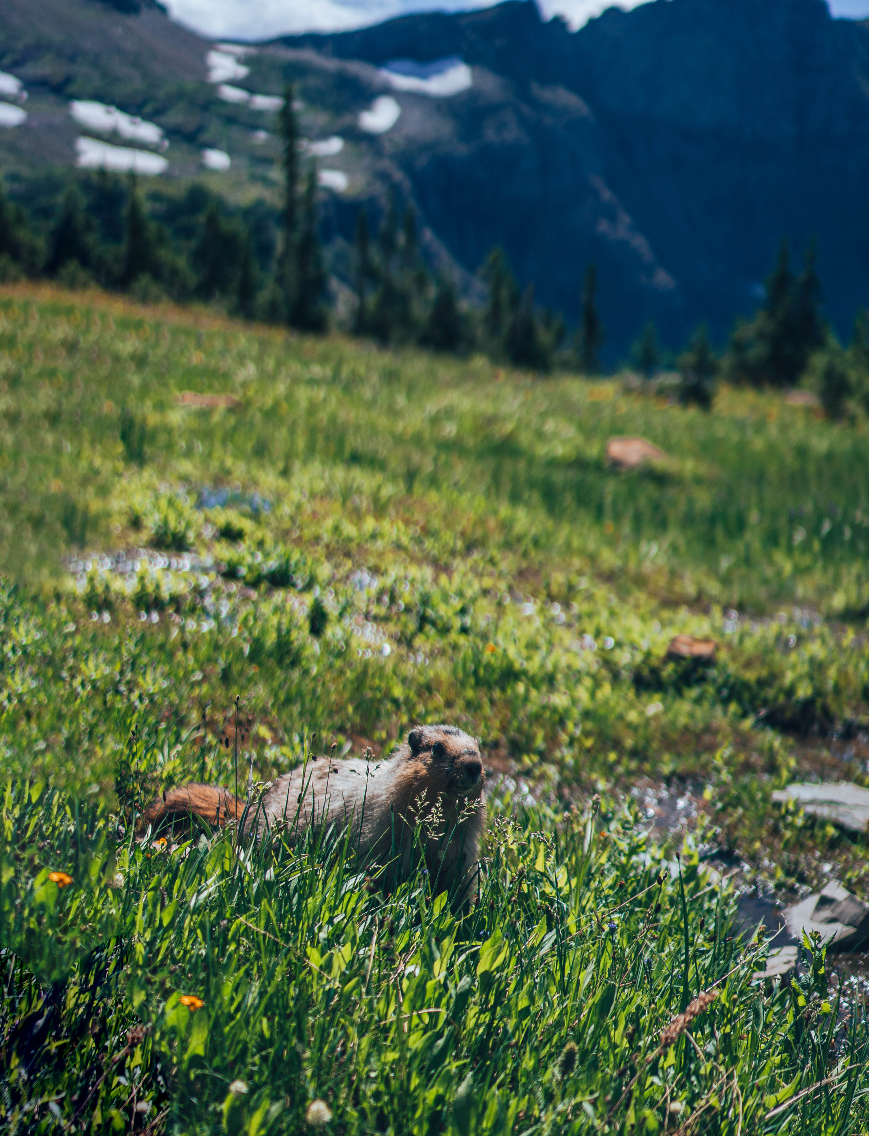 yellow bellied marmot at glacier national park