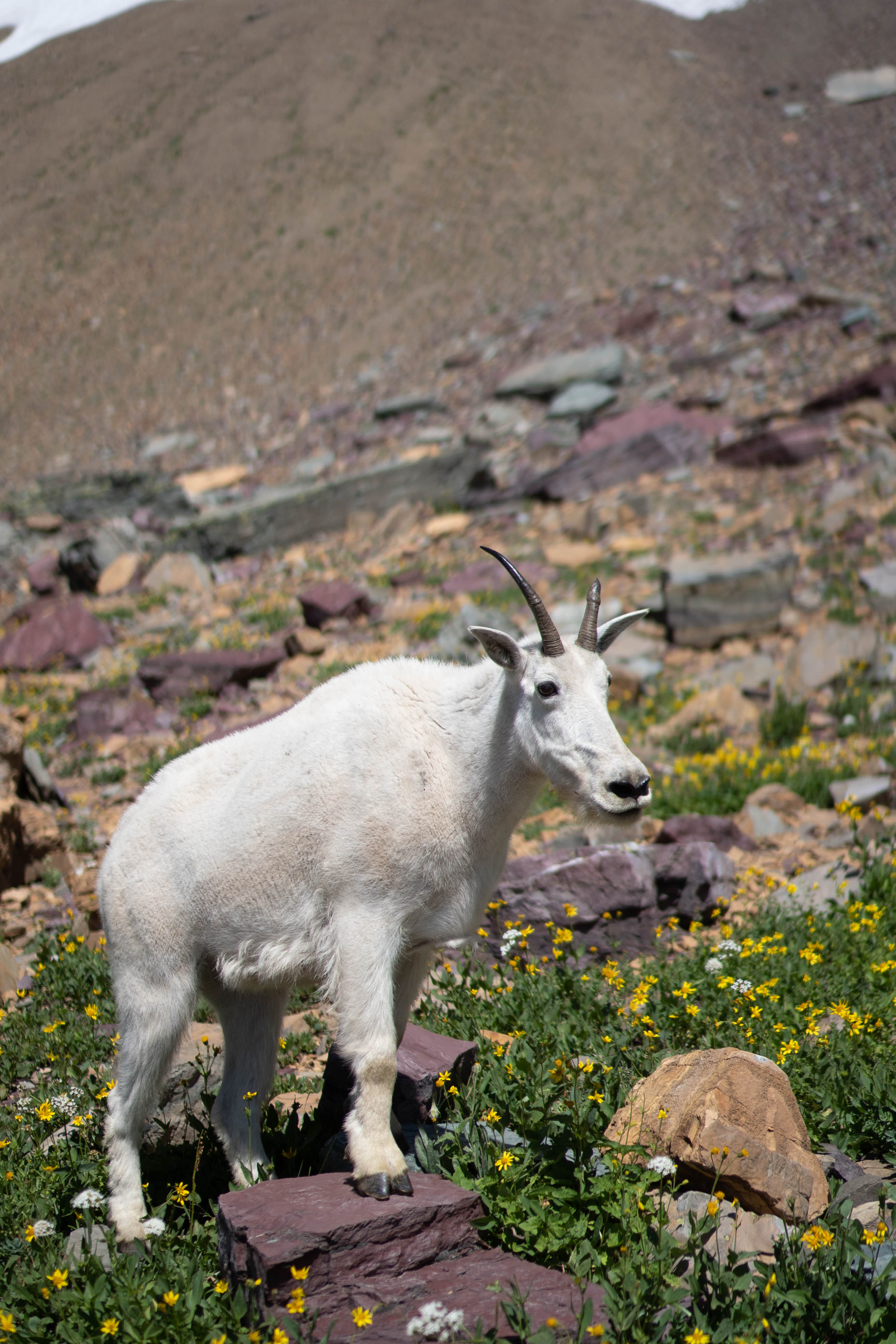 mountain goat at glacier national park